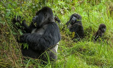 Rwanda Gorilla trekking