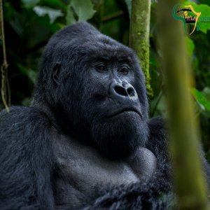 Visit Rwanda & Uganda