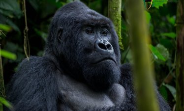 Visit Rwanda & Uganda