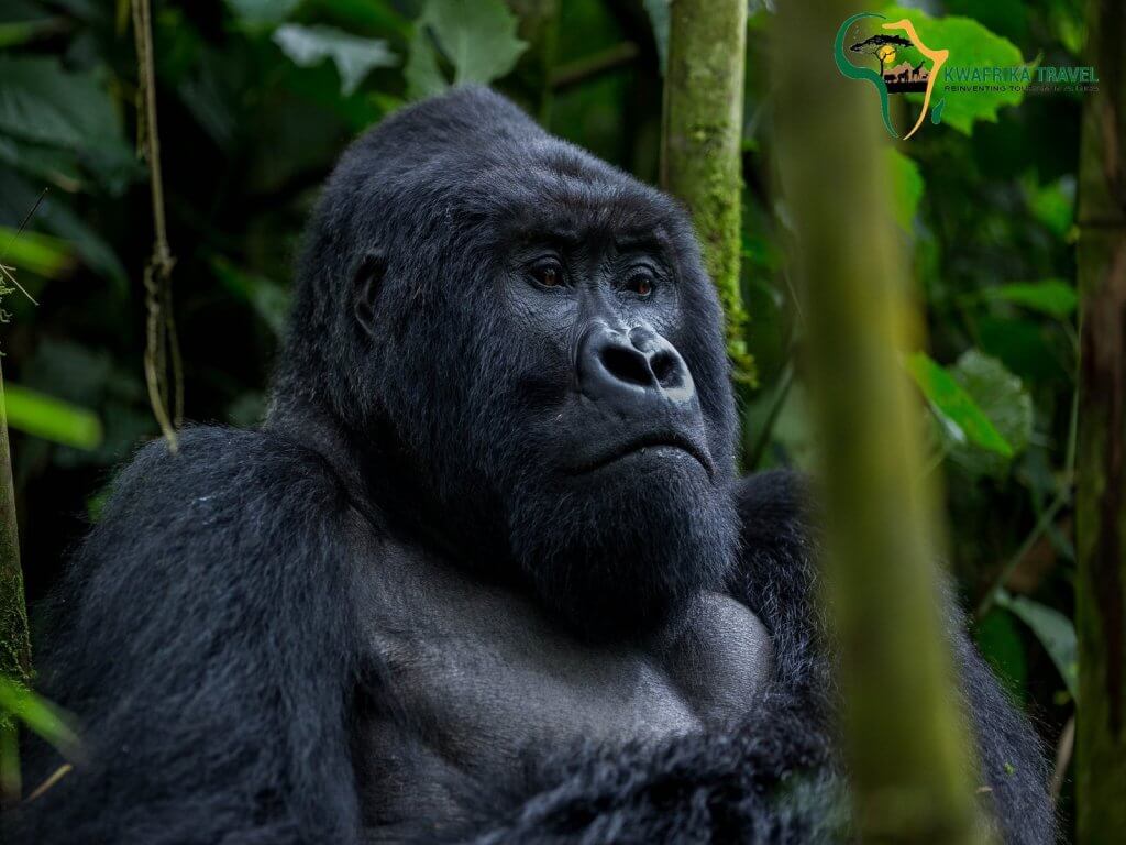 Visit East Africa in 2025, gorilla trekking