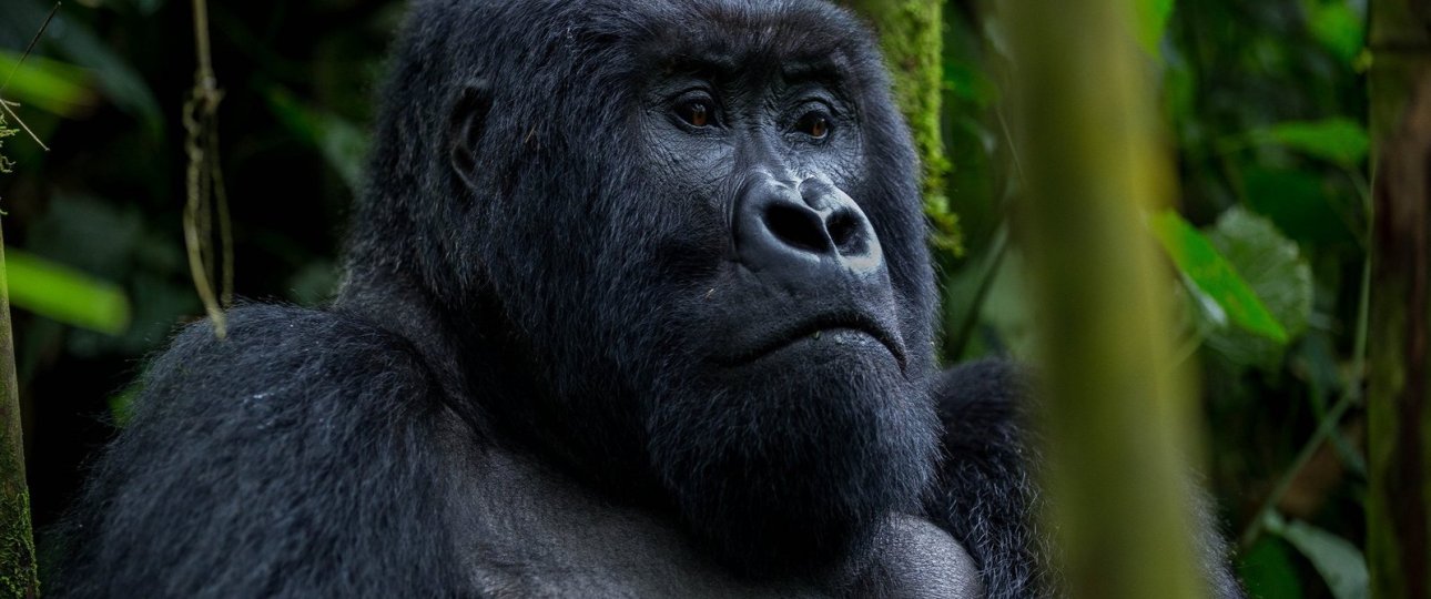 Visit East Africa in 2025, gorilla trekking