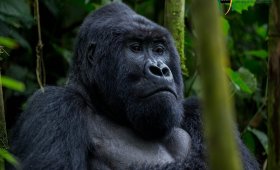 Visit East Africa in 2025, gorilla trekking
