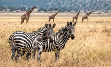 Rwanda Akagera Nation Park