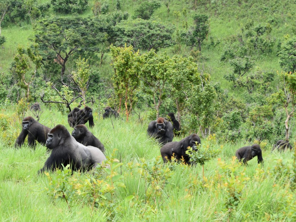 A group of Western Gorillas at Lesio Luna Reserve, Kwafrika Travel
