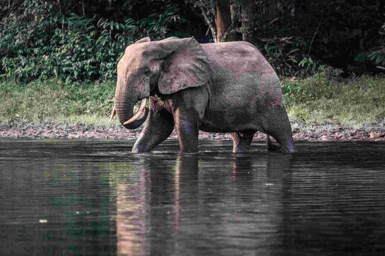 Nouabalé Nook National Park, Forest Elephant