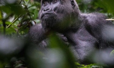 Gorilla Trekking & Loango National Park Expedition Kwafrika Travel