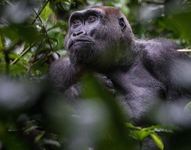 Gorilla Trekking & Loango National Park Expedition Kwafrika Travel