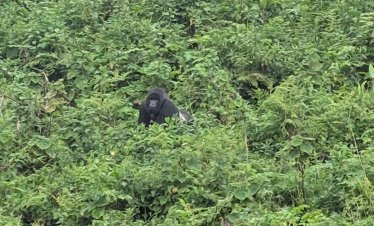 Uganda Primate Safari with Kwafrika Travel