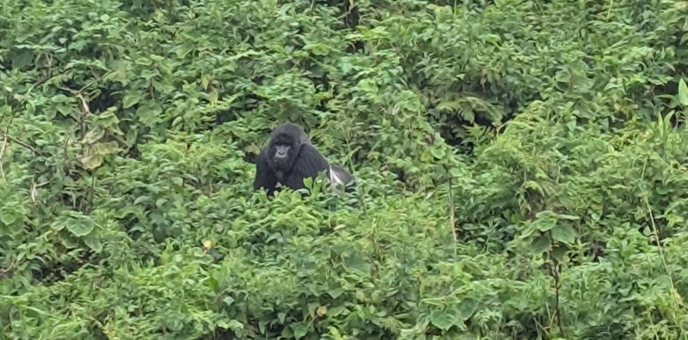 Uganda Primate Safari with Kwafrika Travel