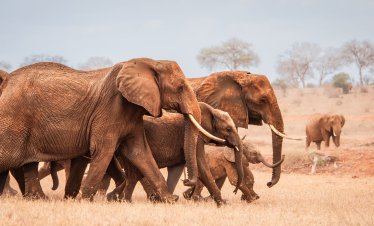 2 days Nairobi City Tour & National Park Safari – Wildlife & Culture Kwafrika Travel