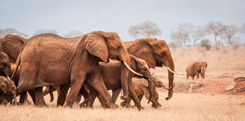 2 days Nairobi City Tour & National Park Safari – Wildlife & Culture Kwafrika Travel