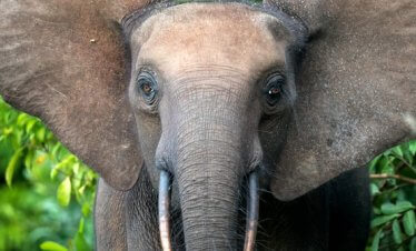 Conkouati-Douli National Park tour with Kwafrika Travel