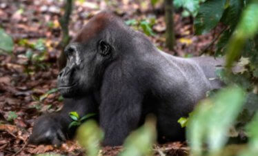 Western Lowland Gorillas Loango National Park, Gabon