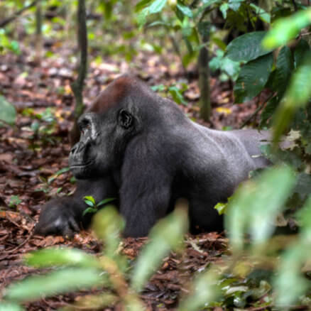 Western Lowland Gorillas Loango National Park, Gabon