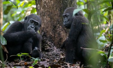 Congo Basin Adventure, Western lowland gorilla trekking in Central African Republic with Kwafrika Travel