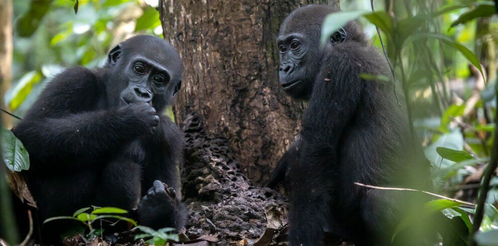 Congo Basin Adventure, Western lowland gorilla trekking in Central African Republic with Kwafrika Travel