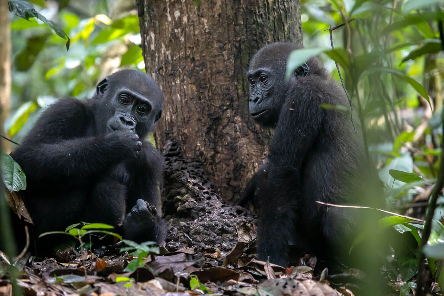 Congo Basin Adventure, Western lowland gorilla trekking in Central African Republic with Kwafrika Travel