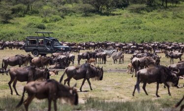 Masai Mara Wildlife Safari / Kenya Wildebeest Migration Safari