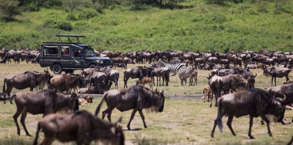 Masai Mara Wildlife Safari / Kenya Wildebeest Migration Safari