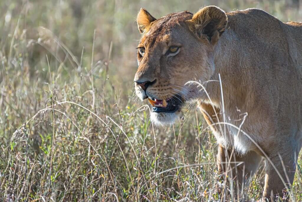 2 Days Nairobi city and National Park Safari – Wildlife & Culture with Kwafika Travel, an angry Lion