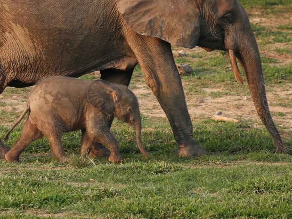 forest elephants: Campo Ma’an National Park