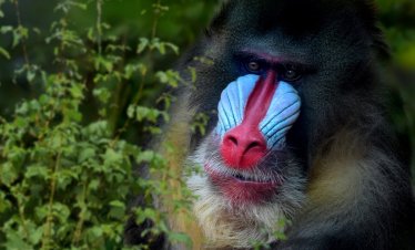 Mandrills: Gabon wildlife expedition