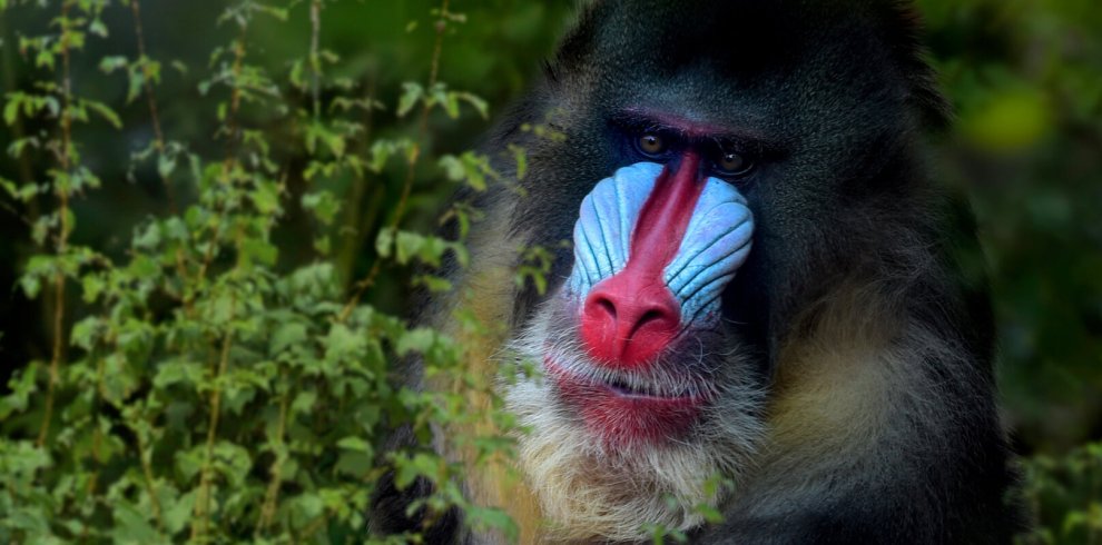 Mandrills: Gabon wildlife expedition