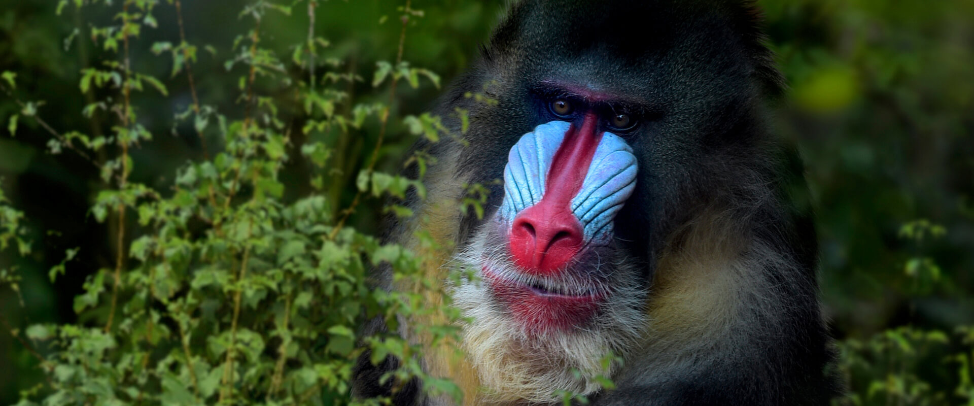 Mandrills: Gabon wildlife expedition