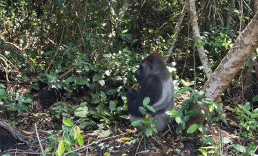 A Western Lowland Gorilla foraging in Nouabalé Nook National Park (Gorilla trekking Congo) with Kwafrika Travel