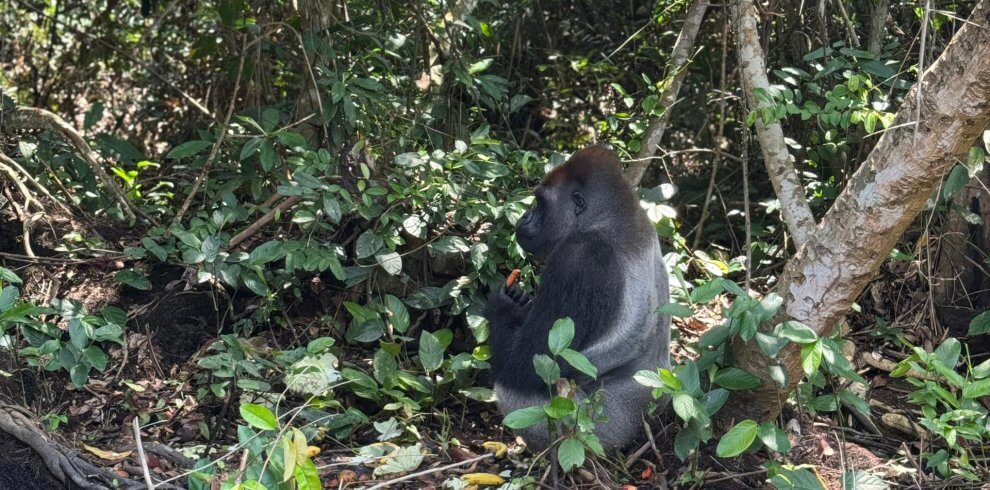 A Western Lowland Gorilla foraging in Nouabalé Nook National Park (Gorilla trekking Congo) with Kwafrika Travel