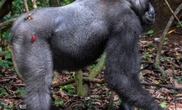 Gabon gorilla trekking experience with Kwafrika Travel