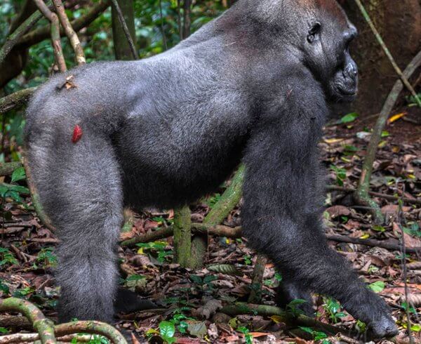 Gabon gorilla trekking experience with Kwafrika Travel