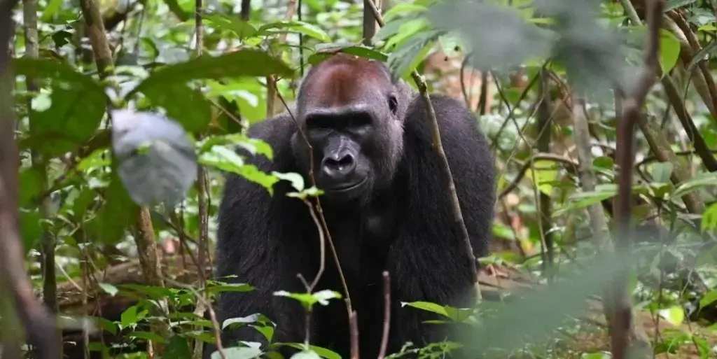 Western lowland gorilla trekking Dzangha Sangha National Park