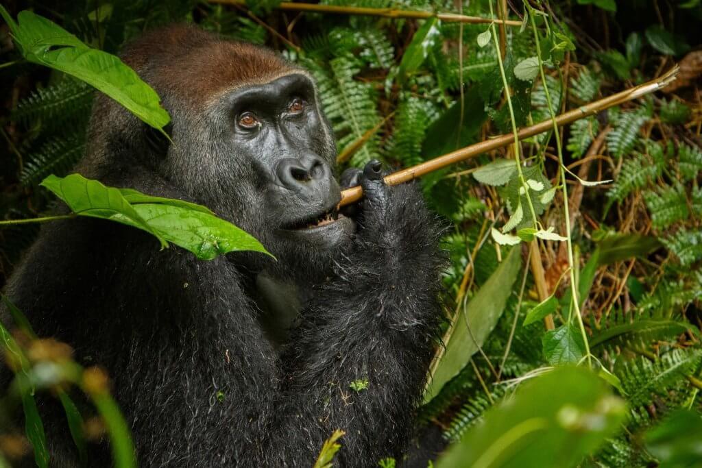 Republic of Congo Luxury Gorilla Trekking Safari / Western Lowland gorillas Odzala Kokoua National Park