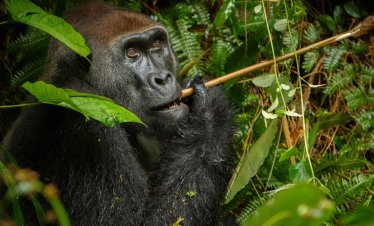Republic of Congo Luxury Gorilla Trekking Safari / Western Lowland gorillas Odzala Kokoua National Park