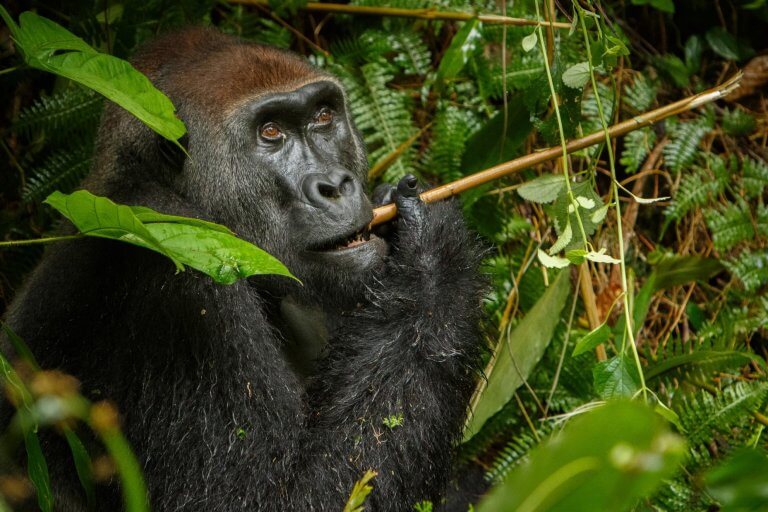 Republic of Congo Luxury Gorilla Trekking Safari / Western Lowland gorillas Odzala Kokoua National Park
