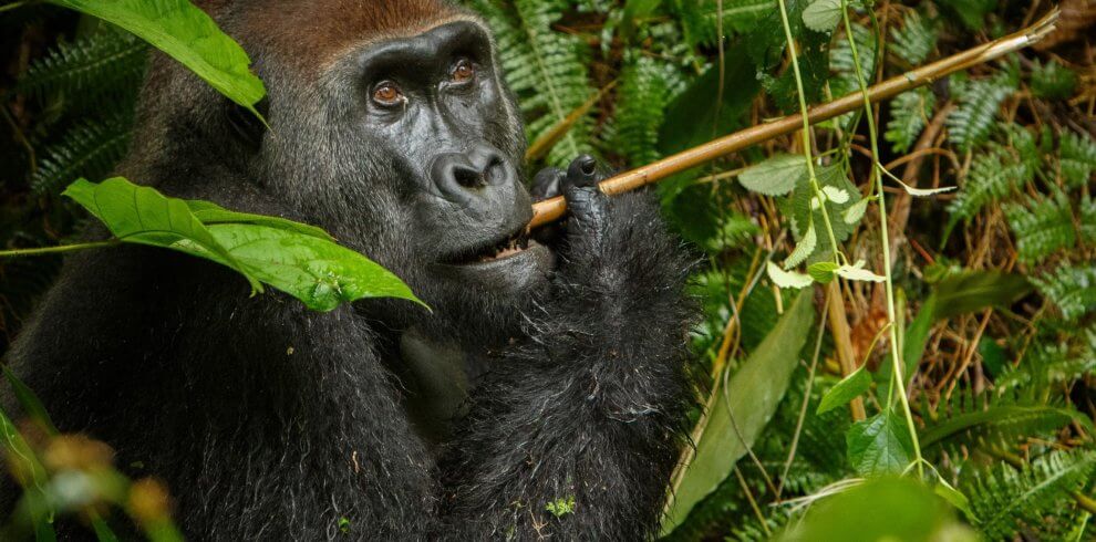 Republic of Congo Luxury Gorilla Trekking Safari / Western Lowland gorillas Odzala Kokoua National Park