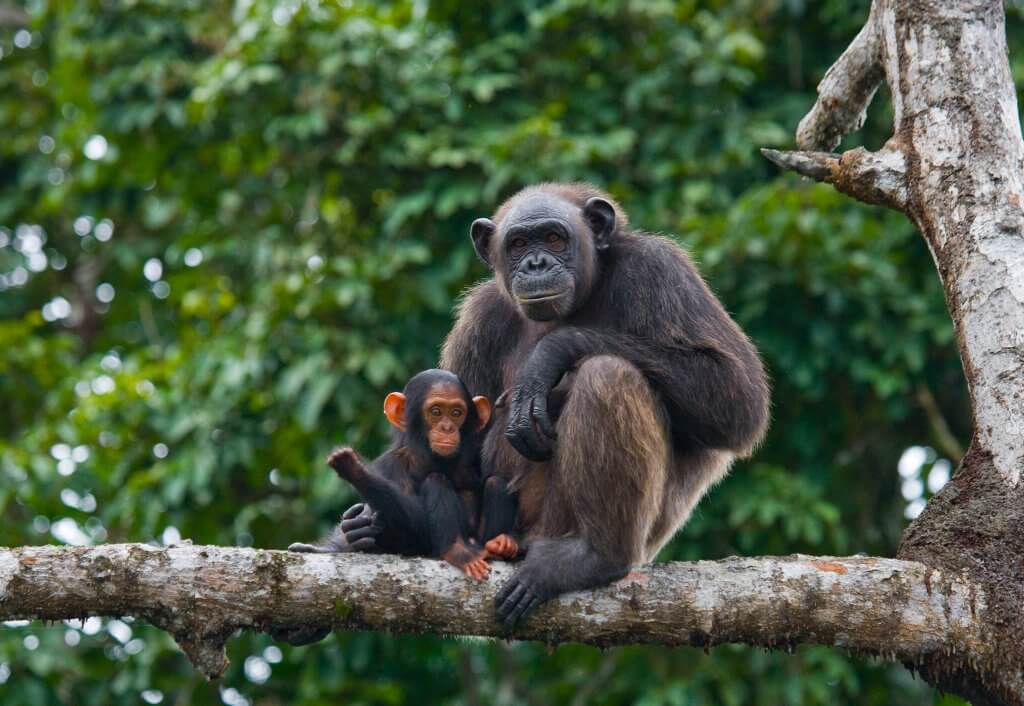 Conkouati-Douli safaris / Chimpanzee on a tree