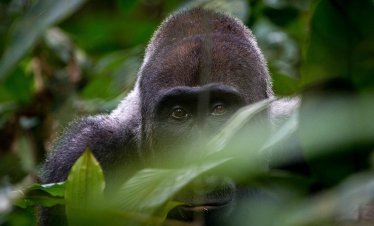 Western Lowland Gorillas, exclusive Gabon wildlife expedition