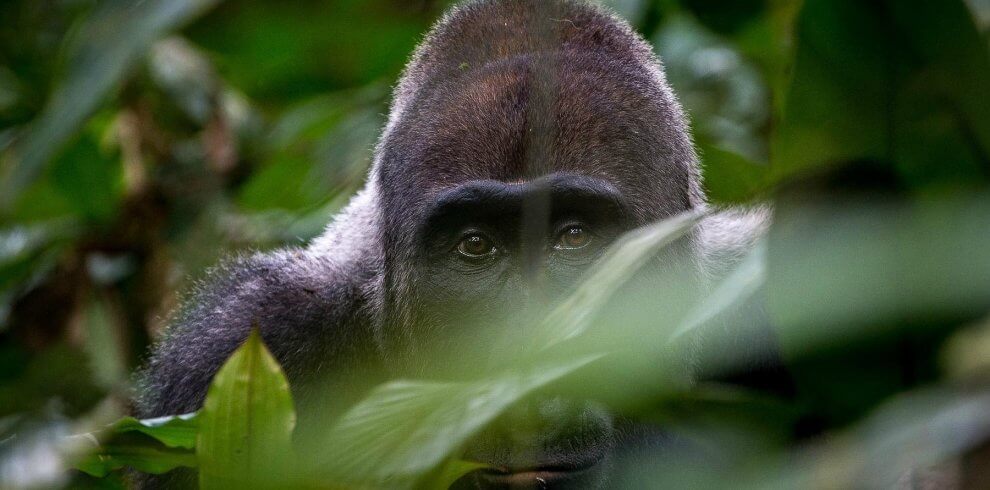 Western Lowland Gorillas, exclusive Gabon wildlife expedition