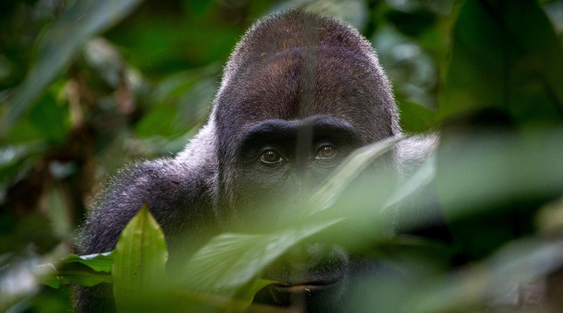 Western Lowland Gorillas, exclusive Gabon wildlife expedition