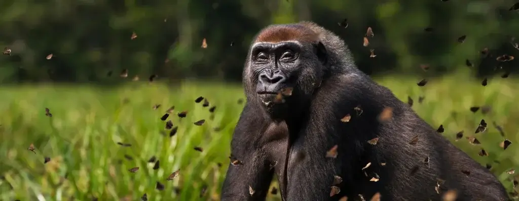 Western Lowland Gorilla Trekking