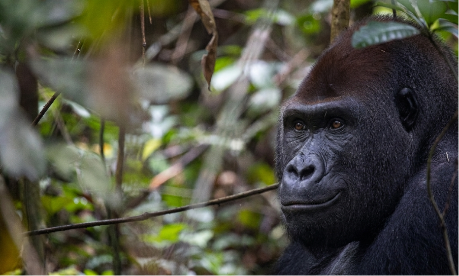 Bai Hokou trekking western lowland gorillas in CAR
