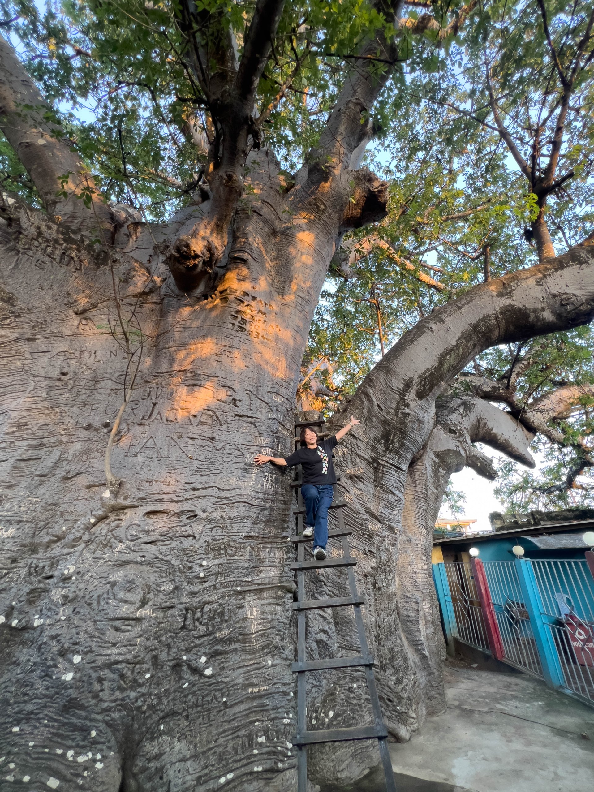 Stanley Baobab in Boma