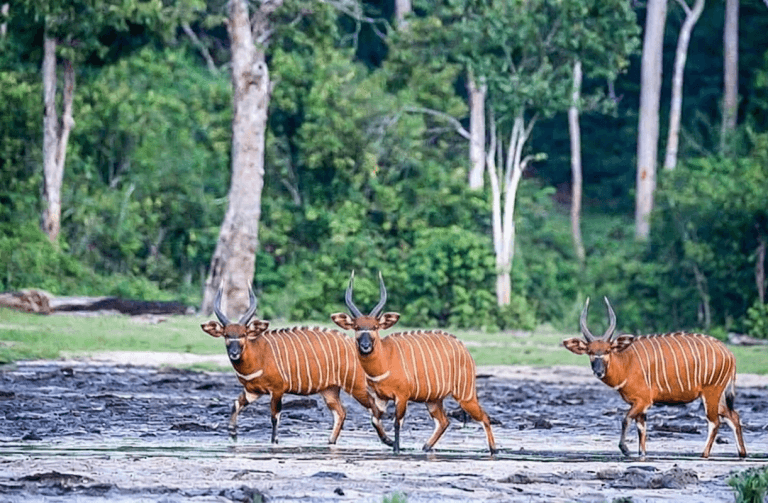 Bongo in CAR Safari Travel