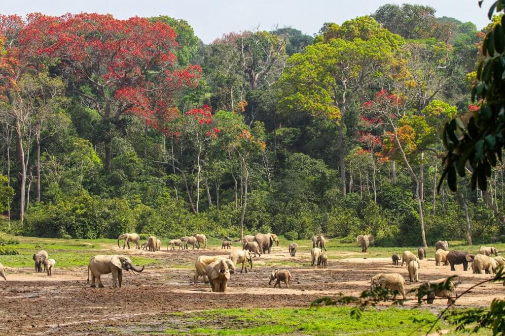 Dzangha Baï, Dzandha Ndoki National Park in Dzangha Sangha Rainforest Reserves