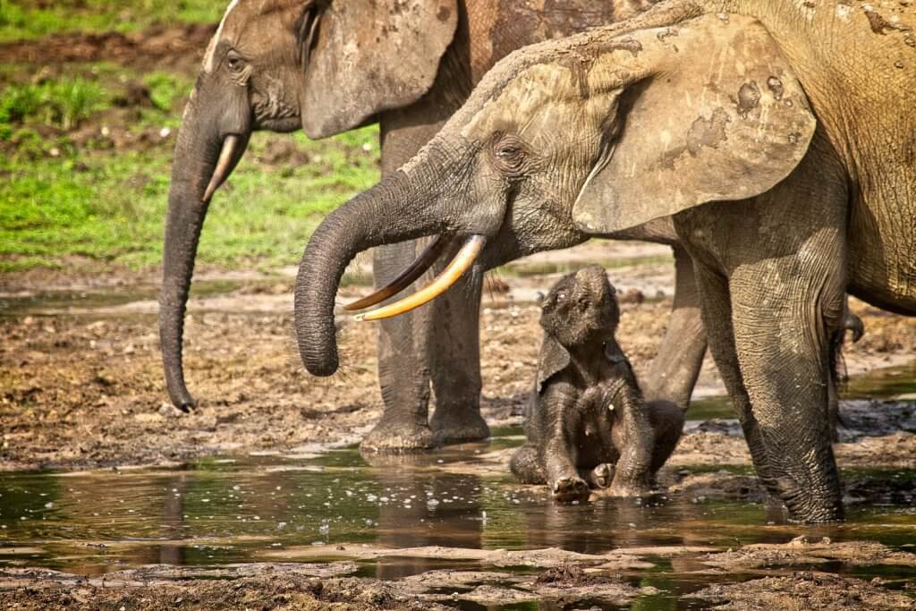 Elephants in the Dzanga-Sangha Rainforest Reserves