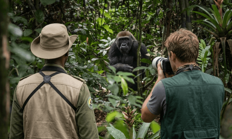 Republic of the Congo Safari: Gorilla trekking