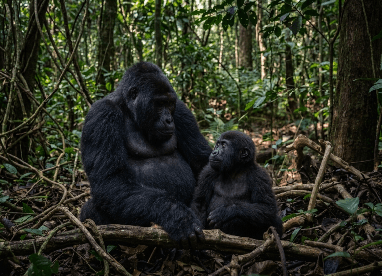 Lowland Gorilla Trekking in Dzanga sangha