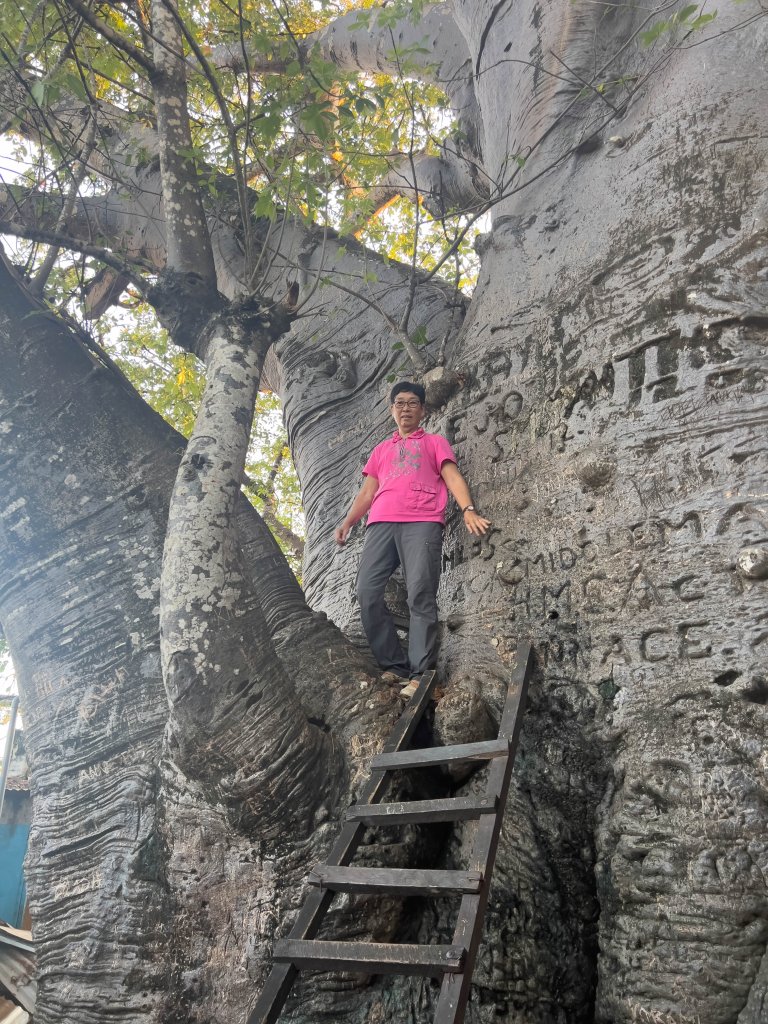 Stanley Baobab, DR Congo updated travel guide